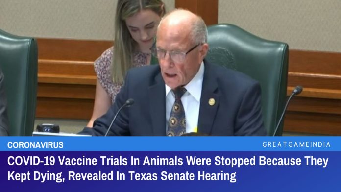 जानवरों में COVID-19 वैक्सीन परीक्षण रोक दिया गया क्योंकि वे मरते रहे, टेक्सास सीनेट की सुनवाई में खुलासा हुआ