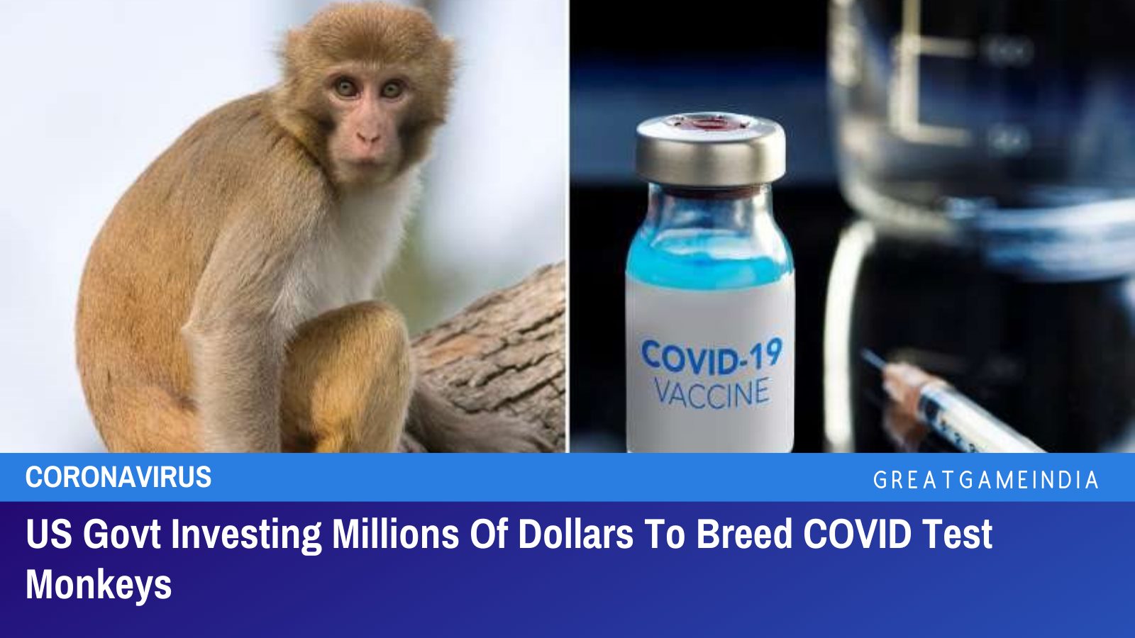 US Govt Investing Millions Of Dollars To Breed COVID Test Monkeys